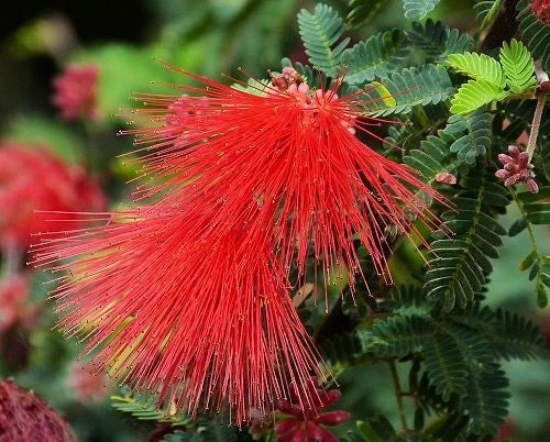 Calliandra Californica Seeds - Baja Fairy Duster Drought-Tolerant Native Shrub with Red Pom-Pom Flowers - 20+ Seeds