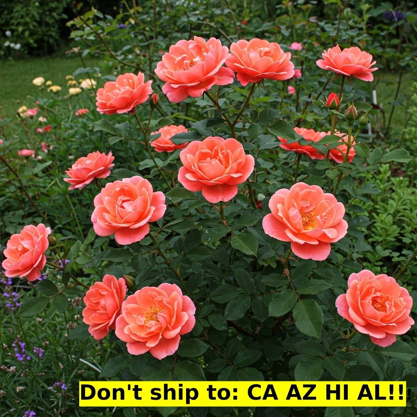 Coral Drift Rose Bush 3 Gal Pot | Live Flowering Outdoor Garden Plant Rosa 'Meidrif'