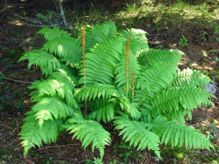 Cinnamon Fern Rhizome Root 5" Fronds Blue Green Osmundastrum cinnamomeum Fern Plant