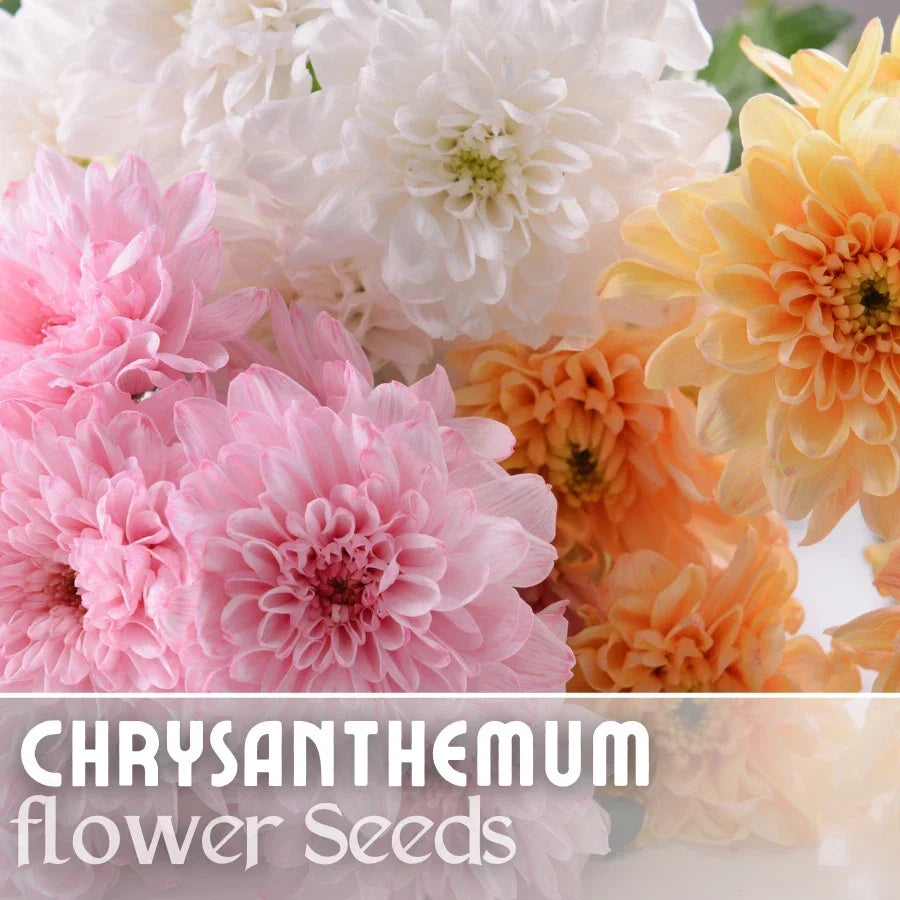 Chrysanthemum Seeds - Soft Pastel Mix - 200+ Mum Flower Seeds - Colorful Garden Perennial - Chrysanthemum morifolium