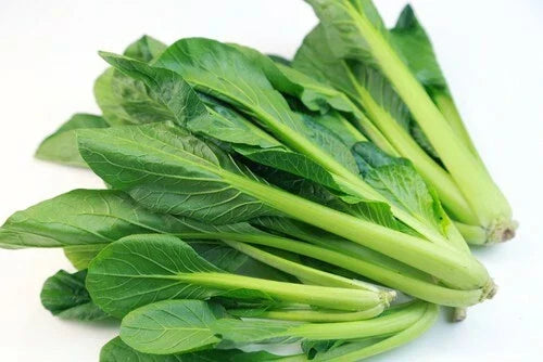 Tendergreen Mustard Seeds - Brassica juncea - 200+ High Germination, Versatile for Salads & Stir-Fries