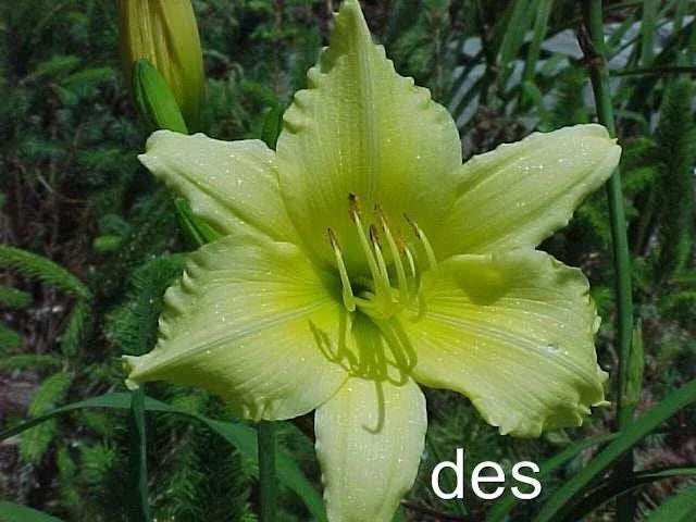 Daylilies Live Plants - Big Time Happy Bright Yellow Reblooming Variety - Hemerocallis for Garden, Landscape, or Outdoor Decor