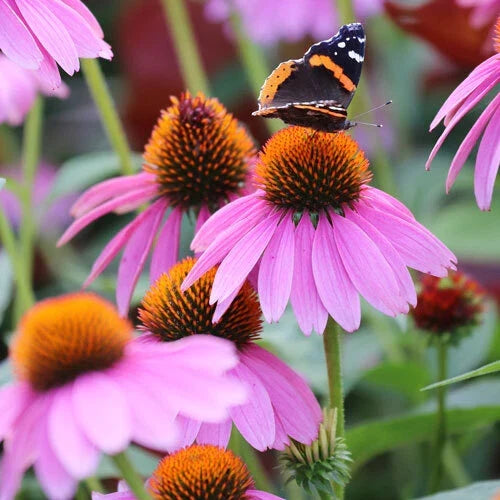 Purple Coneflower Seeds – 200-4000 Non-GMO Echinacea purpurea for Vibrant Purple Flowers, Pollinator Attracting Garden Seeds