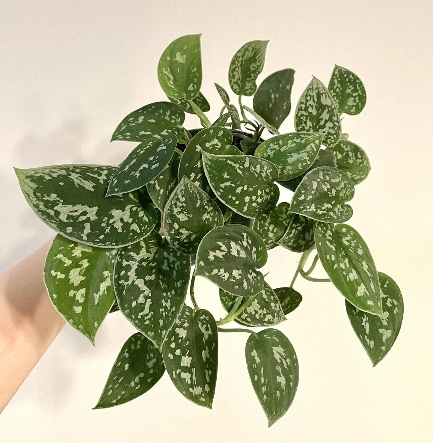 Silver Ann Pothos Cuttings - 2 Leaves 2 Nodes, Rare Scindapsus Pictus Hybrid Indoor Houseplant, Greenery, Decor