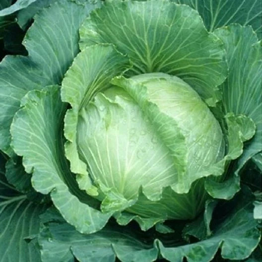 Cabbage Seeds 1000 All Seasons Brassica oleracea Non-GMO for Spring, Summer, Fall Gardens