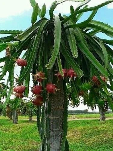 Dragon Fruit Cuttings - Purple Flesh & Pink Skin - Hylocereus undatus - 2 Pack, Over 10 Inches