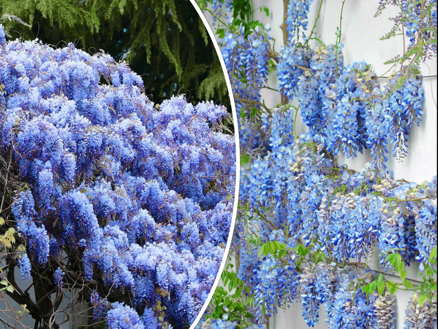 Blue Chinese Wisteria Seeds – Perennial Climbing Vine with Blue Flowers – Wisteria sinensis – Fast-Growing, Fragrant, Pollinator Attracting Seeds