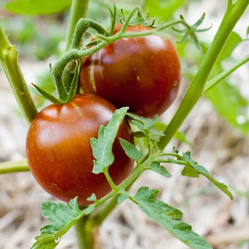 Black Prince Tomato Seeds – Heirloom, Non-GMO, Solanum lycopersicum, 30 Seeds for Home Garden & Container Growing