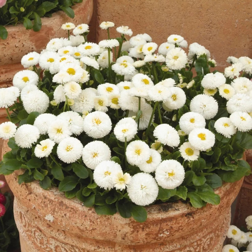 White English Daisy Seeds Pack of 200+ | Bellis perennis Perennial Flowers for Garden Borders & Pollinator Attraction