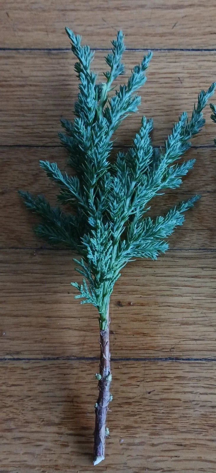 Pre Bonsai Juniper Cuttings 10 Pack - Green Mound Juniper - Juniperus chinensis for Bonsai & Miniature Landscapes