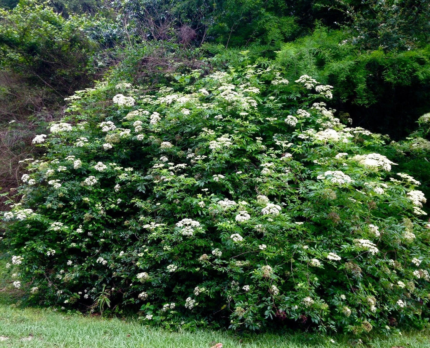 Elderberry Cuttings Set of 10 Unrooted 6-12 Inches Sambucus nigra Organic Elderberry Plant for Gardening