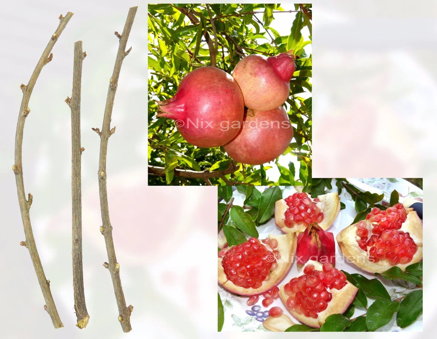 Pomegranate Tree Cuttings (3) Fresh Plantings - Sweet Fruit - Punica granatum - Garden, Fruit, Ornamental