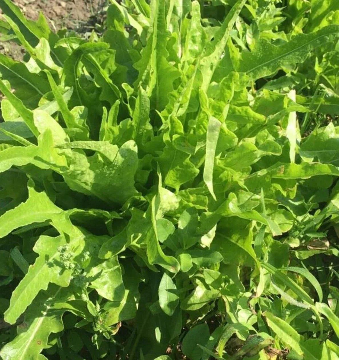 Fresh Oakleaf Lettuce Seeds - 4g Non-GMO Organic Lactuca sativa for Salad Gardens, Indoor & Outdoor Planting