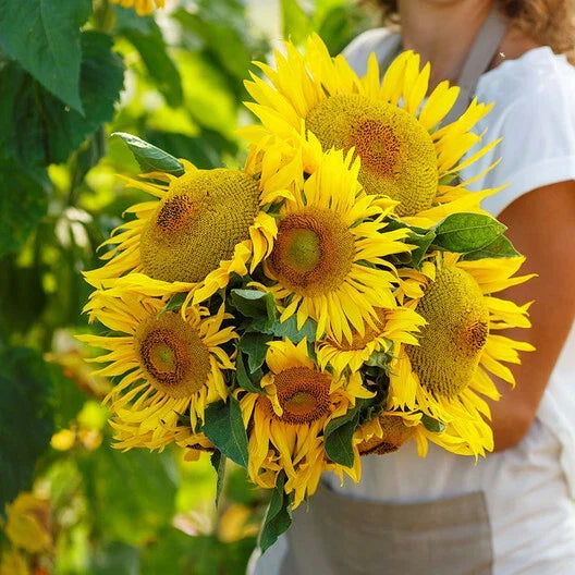 Dwarf Yellow Pygmy Sunflower Seeds – Helianthus annuus, Non-GMO, Bee Friendly, Compact, 25 Pack