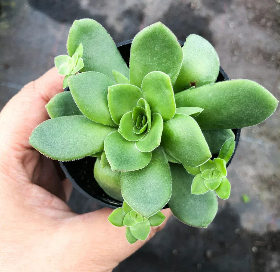 Crassula Orbicularis Succulent Plant 2 Inch – Round Leaf Jade Plant for Home Garden Decor