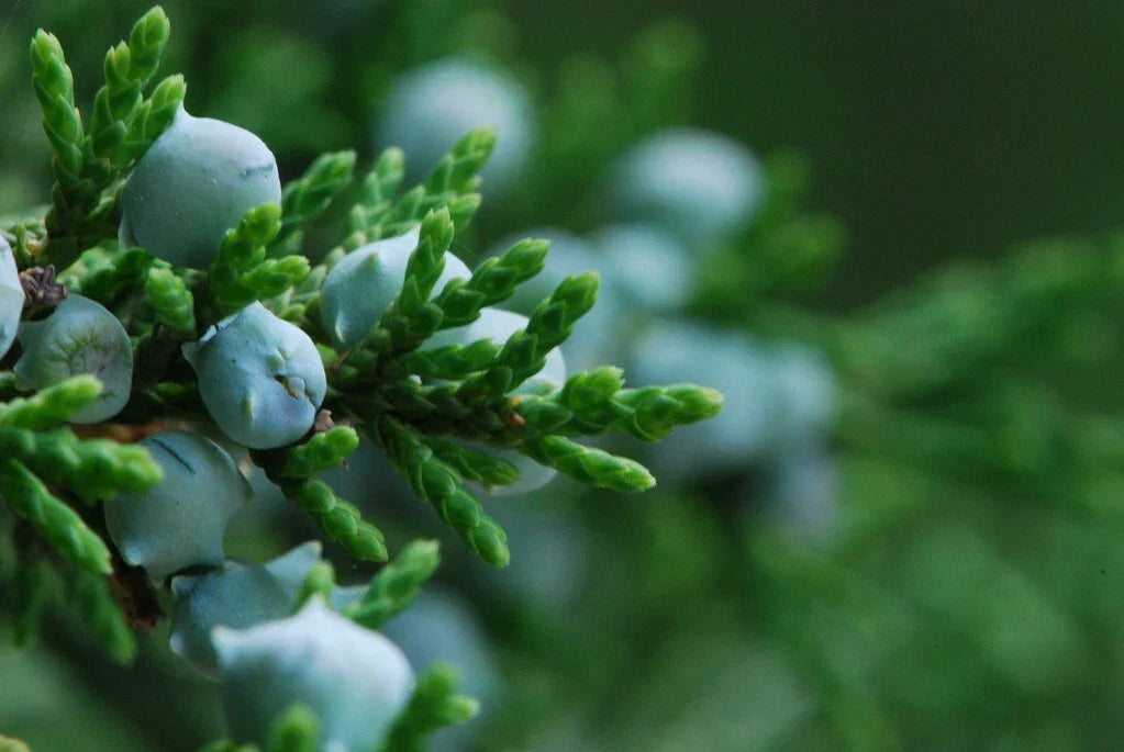 Eastern Red Cedar Seeds Pack of 50, Juniperus virginiana, Native Tree for Landscaping, Wildlife Gardens, Drought-Tolerant