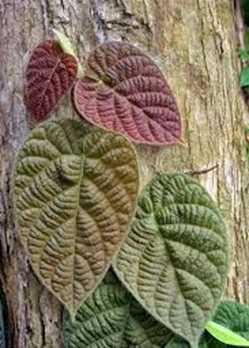Ficus Villosa Cuttings – 3 Fresh Tropical Houseplant Propagules – Easy Care Indoor Foliage Plant