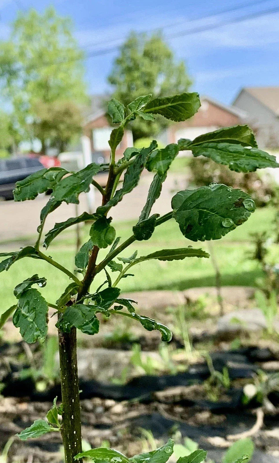 Chinese Pepper Tree Live Plant 15-20" with Roots Zanthoxylum, Indoor Outdoor, New Leaves, Hardy Shrub
