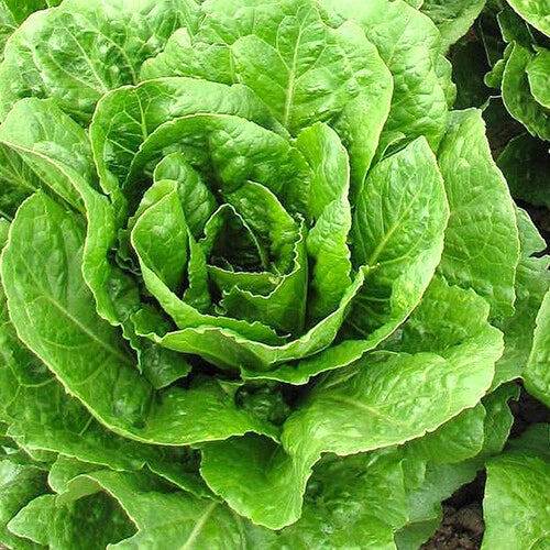 Buttercrunch Lettuce Seeds | Heirloom Non-GMO Lactuca sativa | AAS 1963 Winner, Crisp Tender Leaves, Salad & Sandwich Greens, Seed Packet
