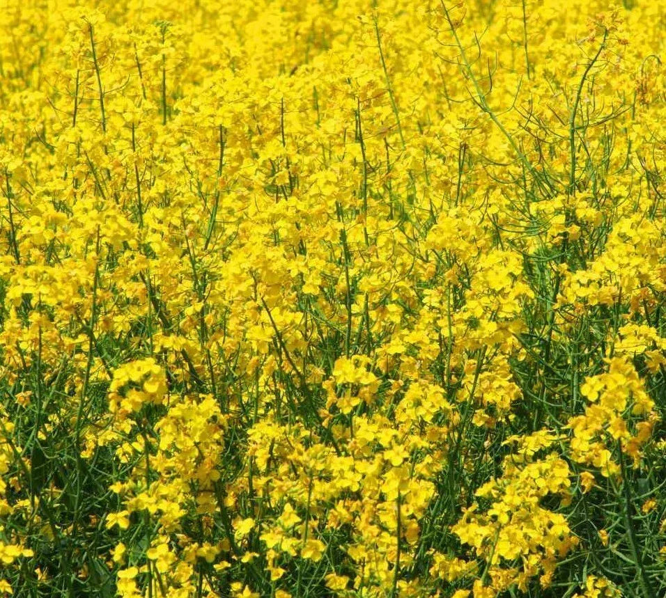Yellow Mustard Seeds for Microgreens, Brassica juncea, Non-GMO, 500+ Seeds for Indoor & Outdoor Growing