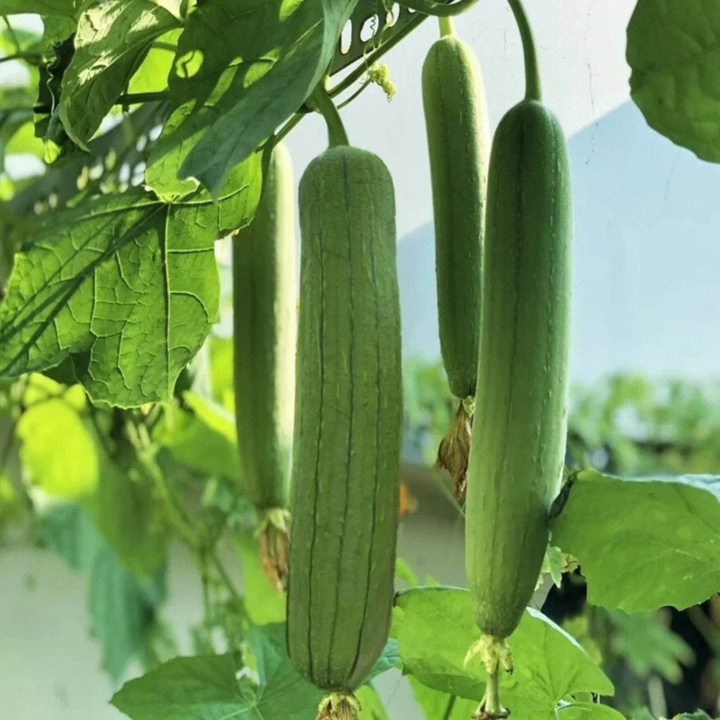 Luffa Gourd Seeds - 30 Non-GMO Chubby Pier Variety for Loofah Sponge Plant - Luffa aegyptiaca Annual Vine