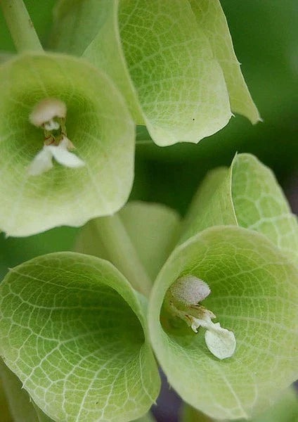 Bells of Ireland Flowers - Dried & Fresh - Bell-Shaped Bracts - Molucella laevis - Floral Arrangements & Garden Decor