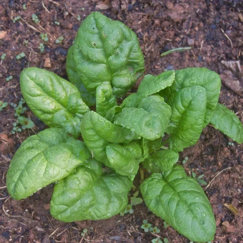 Spinach Seeds 100 Count Bloomsdale Organic Non-Chemical Spinacia oleracea for Home Gardening
