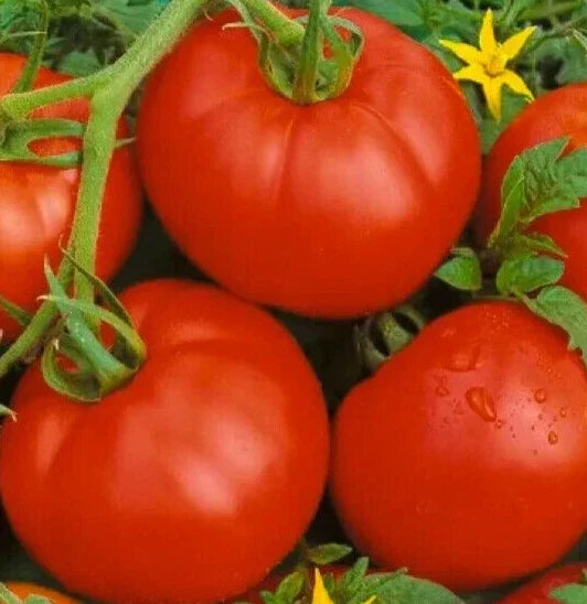 Bonny Best Tomato Seeds - 100+ Indeterminate Vegetable Seeds for Sauces & Salads - Solanum lycopersicum