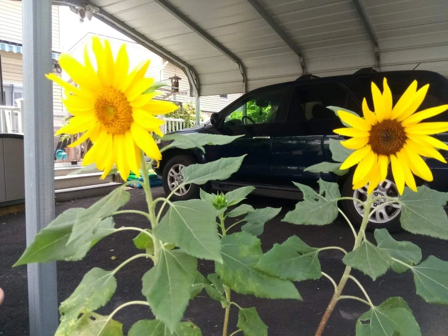 Dwarf Sunflower Seeds 50 Count | Bright Yellow Blooms | Helianthus annuus | Compact Garden Plant