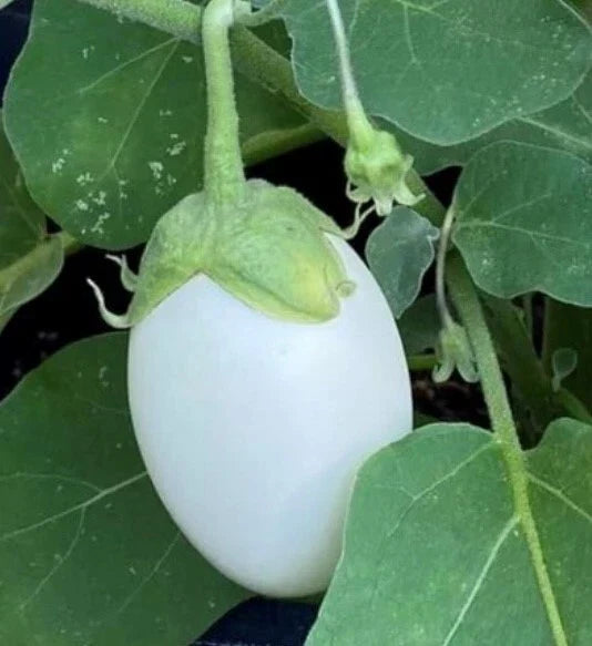 White Eggplant Seeds, Non-GMO Heirloom, Organic Gardening, Solanum melongena, for Container & Garden Beds