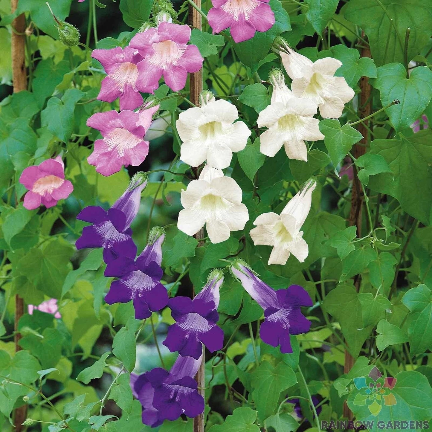 Climbing Snapdragon Seeds Mix - 1000+ Seeds for Garden, Antirrhinum majus, Vibrant Colors, Climbing & Upright Growth, Pollinator Attracting