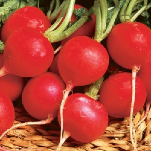 Champion Radish Seeds Pack of 100 | Raphanus sativus | Crisp, Fast-Growing Vegetable Seeds for Garden & Container Planting