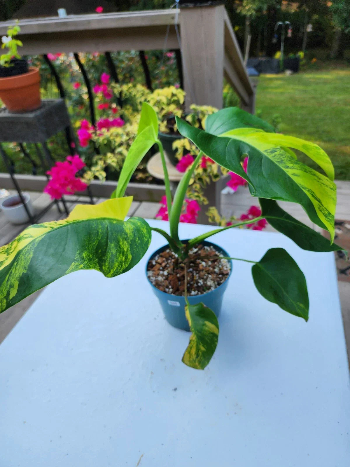Monstera Aurea Plant in 6-Inch Pot, Variegated Monstera Deliciosa, Tropical Houseplant, Well-Rooted Indoor Plant