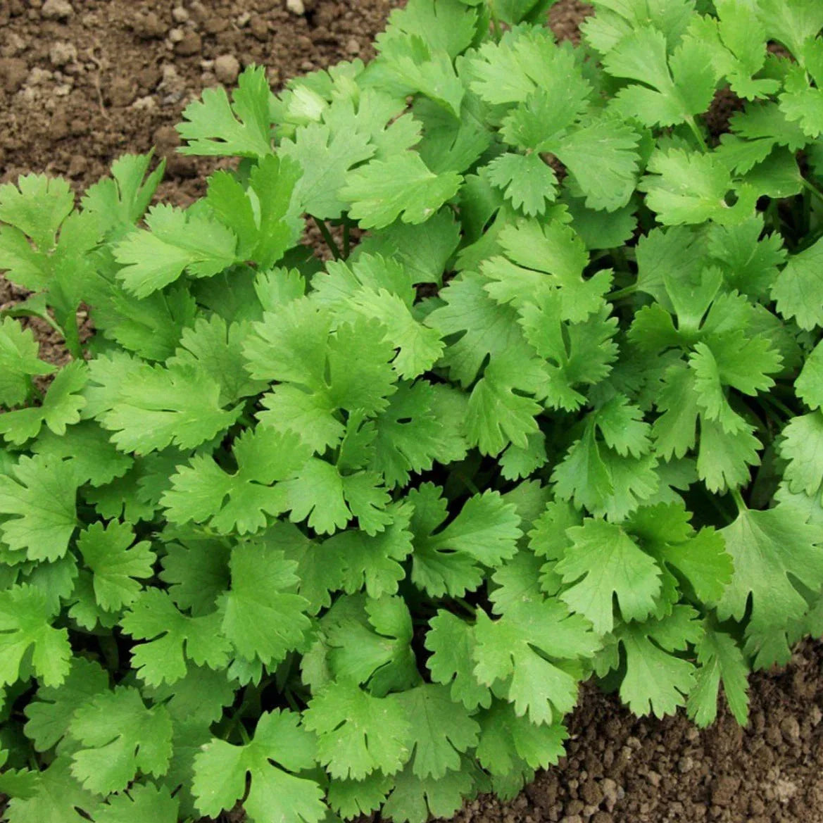Cilantro Seeds - 200+ Count, Slow Bolting Mexican Variety, Coriandrum sativum, Herb for Indoor & Outdoor Gardening
