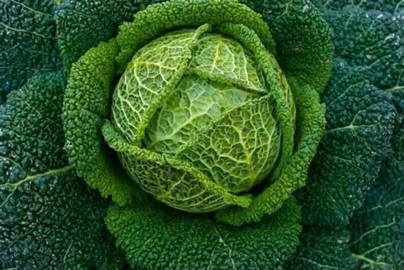 Savoy Perfection Cabbage Seeds - Heirloom Non-GMO Brassica oleracea, 1000+ Seeds for Home Garden & Small Farm