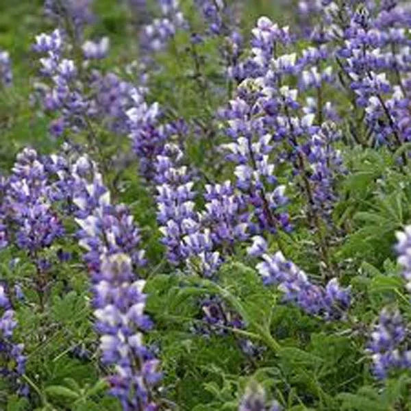 Arroyo Lupine Seeds - 25+ Purple Flower Seeds for Pollinator Gardens - Lupinus succulentus Native Plant Seed Packet