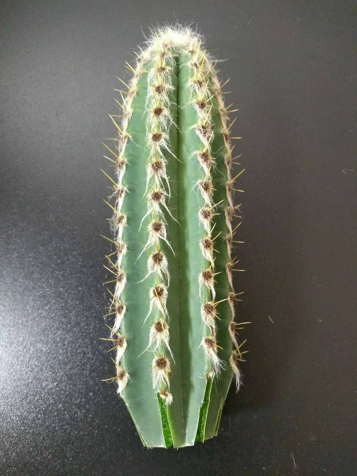 Cephalocereus royenii Starter Cactus 6" Tall Pipe Organ Cactus Succulent Plant for Indoor & Outdoor Gardens