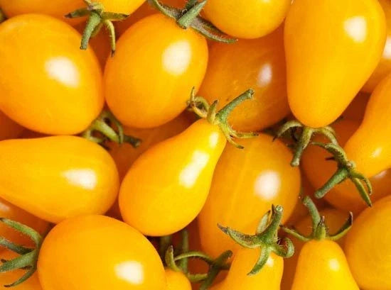 Yellow Plum Tomato Seeds - Bulk 100 Pack for Canning & Salads - Solanum lycopersicum - High-Yield, Flavorful, Non-GMO