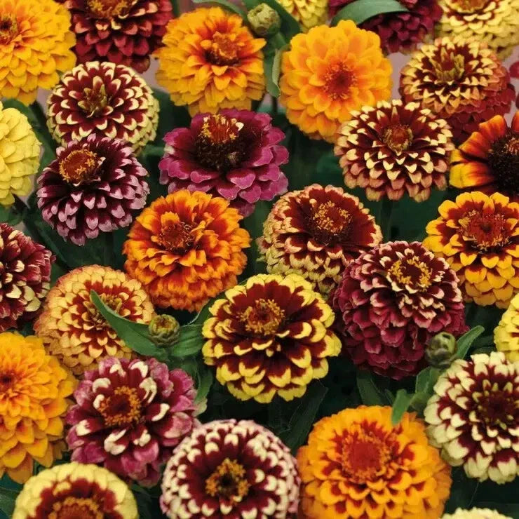 Aztec Mix Zinnia Seeds – 100+ Pack for Garden, Zinnia elegans, Vibrant Flower Seeds, Butterfly Attracting, Full Sun, USA Made
