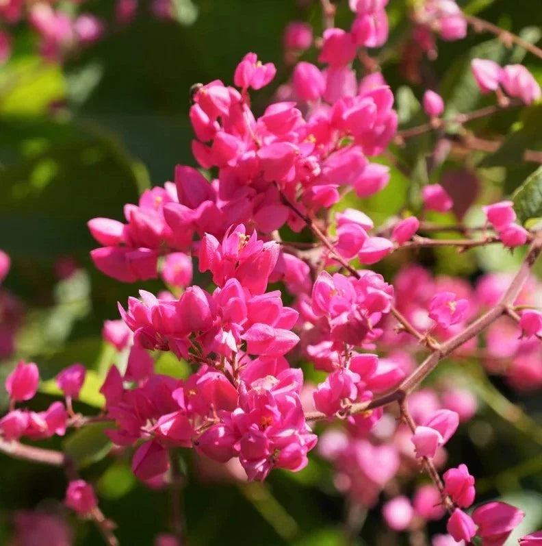 Pack of 2 Live Mexican Creeper Plants Climbing Pink Blooms Antigonon leptopus 4-6 inches tall