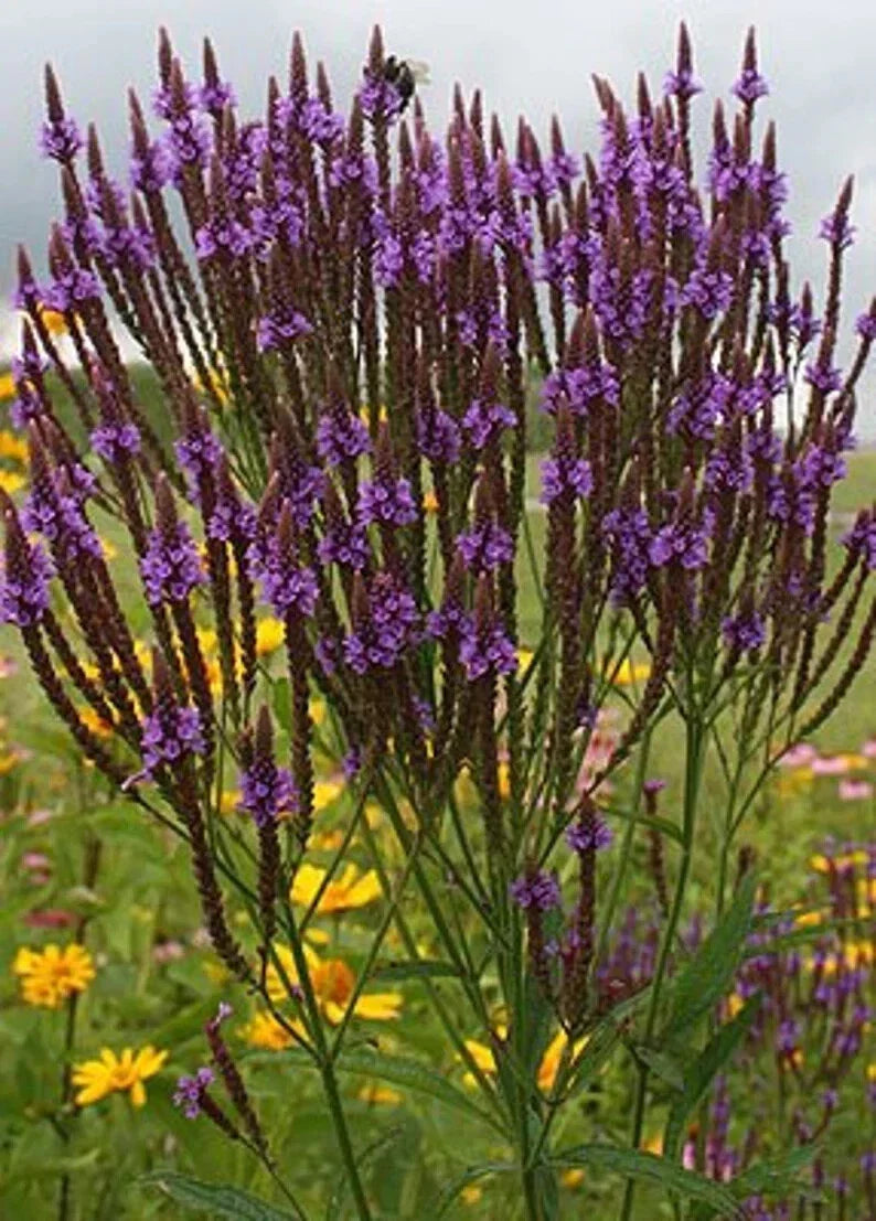 Purple Verbena Seeds - 500 Organic Verbena bonariensis Seeds for Pollinator Gardens, Full Sun, Well-Draining Soil, USA Grown
