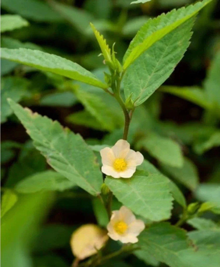 Sida acuta Seeds - Organic Teaweed Wireweed Medicinal Herb - 50+ Seeds for Herbal Remedies and Gardening