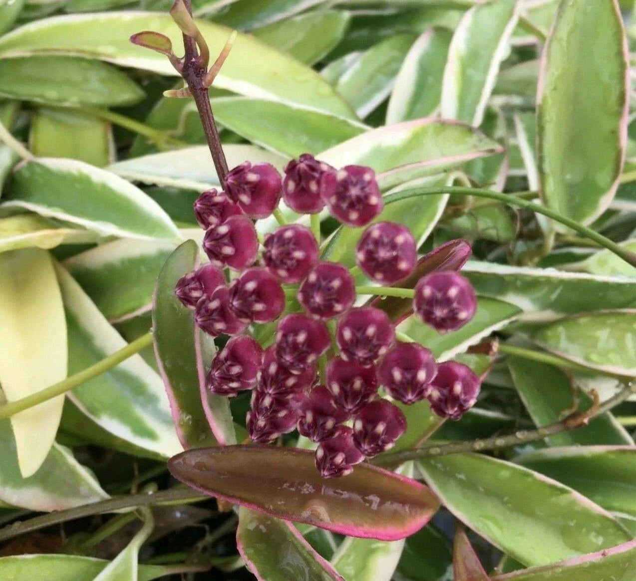 Hoya Wayetii 'Lori Lyn' Rooted Plant in 2.5" Pot – Exotic Trailing Indoor Houseplant for Decor