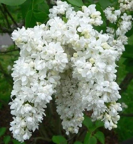 White Lilac Seeds - 25 Fragrant Perennial Flower Seeds - Syringa vulgaris - Easy to Grow, Full Sun, Pollinator Attracting