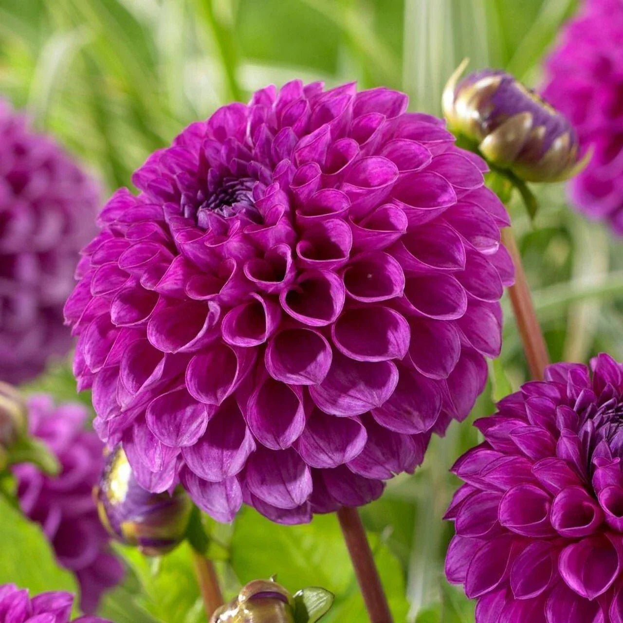 25 Nina Dahlia Seeds - Perennial Flower Seeds for Vibrant Blooms - Dahlia pinnata, Full Sun, Easy to Grow, Attracts Pollinators