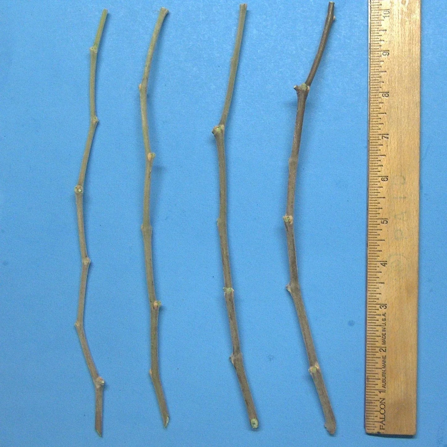 Jujube Tree Cuttings 10" Wild Rootstock for Taiwan, Thai, Indian Varieties Ziziphus jujuba Planting Material
