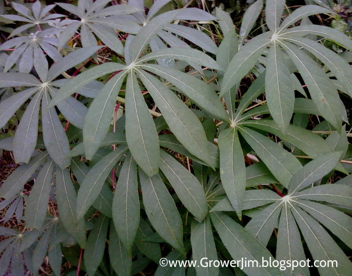 Cassava Cuttings - 5 Unrooted Red Yuca Cuttings (Manihot esculenta) for Gardening and Planting