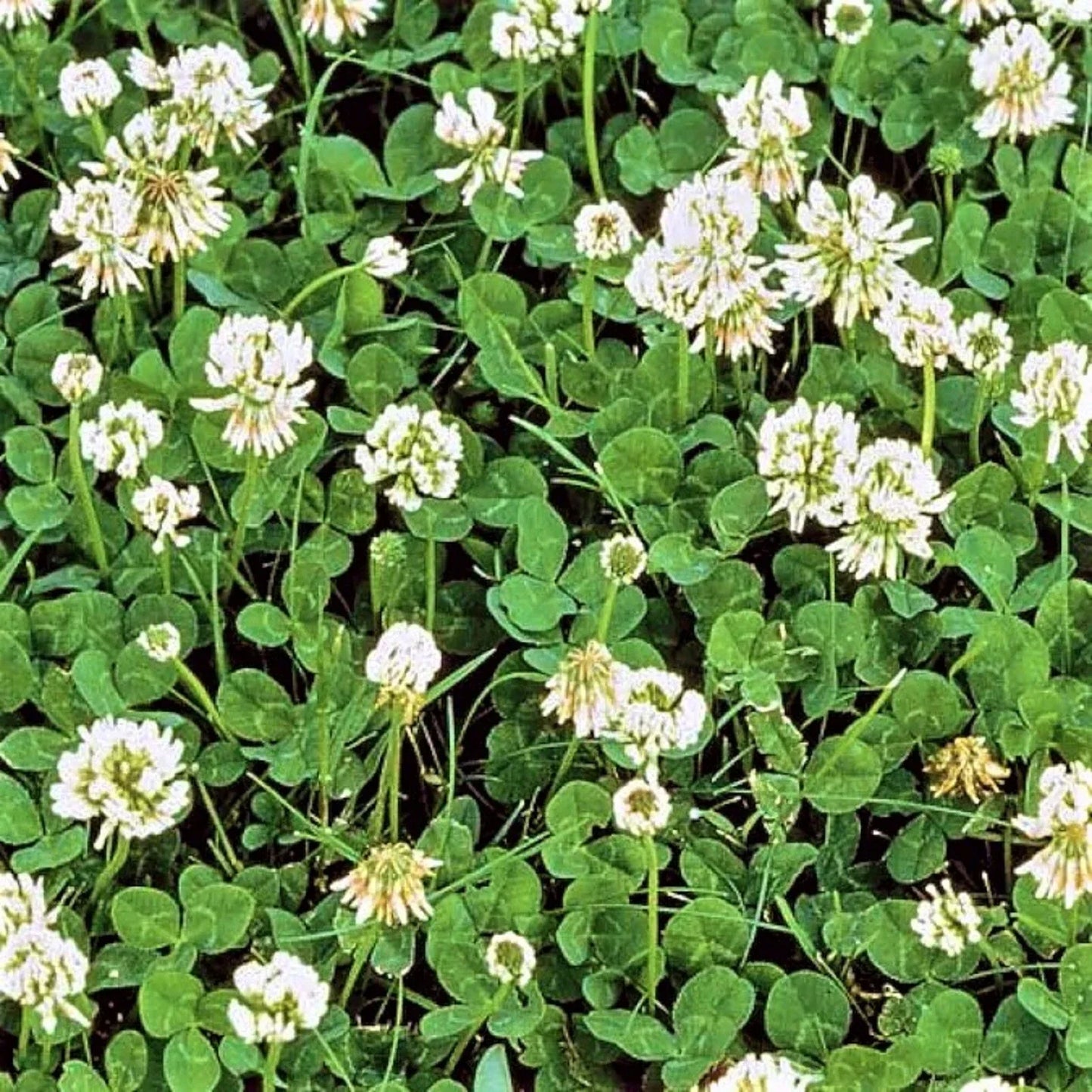 Dutch White Clover Seeds - Trifolium repens for Lawns, Ground Cover & Pollinator Gardens | 600+ Seeds