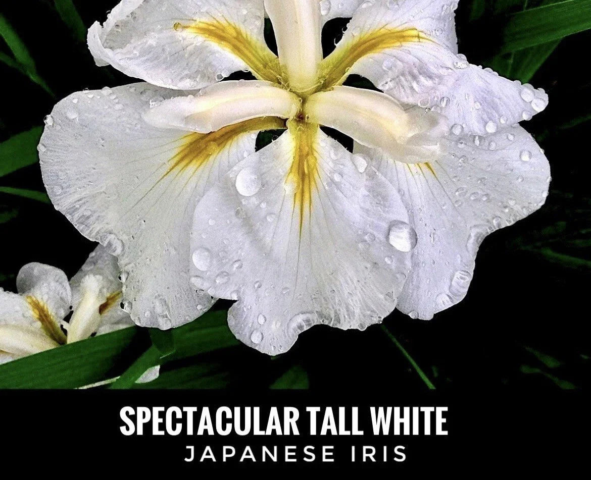 Tall White Japanese Iris Bare Root Plant | Iris ensata | Perennial Flower for Water Gardens & Borders