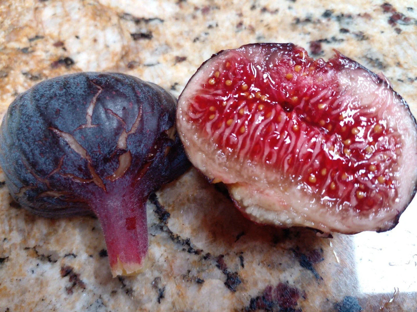 Cherry Cordial Fig Cuttings - 2 Premium Ficus carica - Sweet Berry Flavor - Home Garden Indoor Plant Propagation